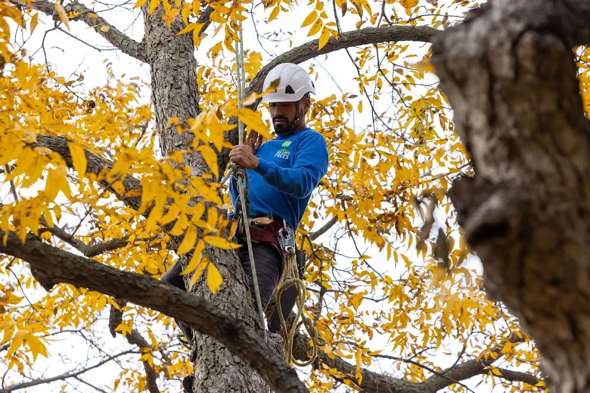Skilled Tree Planting crew working in Crestline